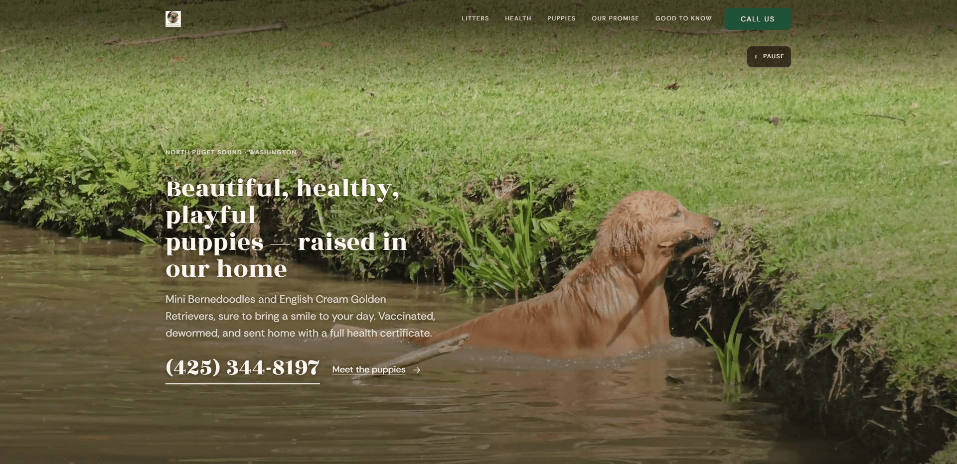 Homepage of Pilchuck Puppies: a green-tinted video still of a golden retriever wading out of a creek beside a grassy bank with ferns, under a top bar carrying a small round dog portrait logo, navigation reading Litters, Health, Puppies, Our promise, and Good to know, and a dark green 'Call us' button, with a pause control for the background video beneath it, above the small capitals kicker 'North Puget Sound - Washington', the large serif headline 'Beautiful, healthy, playful puppies - raised in our home', a line about mini Bernedoodles and English Cream Golden Retrievers that are vaccinated, dewormed, and sent home with a full health certificate, and the phone number in large underlined serif type beside a 'Meet the puppies' link.